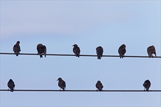 Flock of European starlings