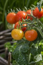 Close-up of ripe and unripe cherry tomatoes in kitchen garden
