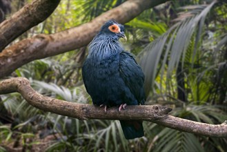 Madagascan blue pigeon