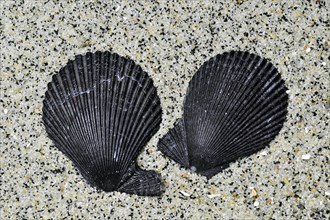 Variegated scallop