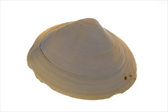Atlantic surf clam