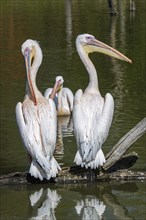 Three great white pelicans