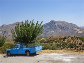 Old pickup in front of olive grove and mountains