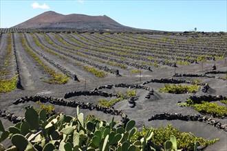Vineyard for volcanic wine on volcanic soil Volcanic ash in the foreground Cacti cactus pear