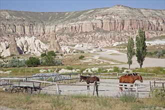 Horses in wooden corral and eroded white and pink sandstone rock formations at Cappadocia in Central Anatolia