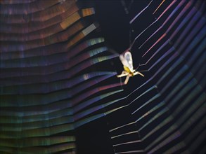 Insect caught in coloured spider's web in backlight