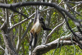 Mexican spider monkey