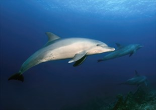 View from the side of the dolphin Common bottlenose dolphin