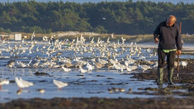 Migratory birds on the beach of the Baltic Sea