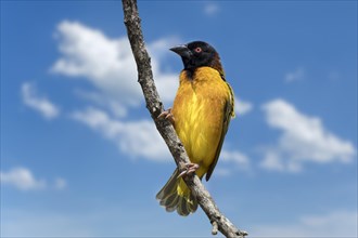 Village weaver