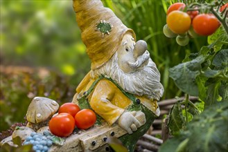 Garden gnome ornament figurine with wheelbarrow among different species of lettuce and vegetables in square foot garden in spring