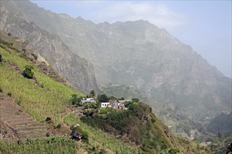 Terraced field with sugar cane plants growing on mountain slope in the Ribeira Grande Valley on the island Santo Antao