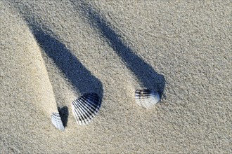 Shadows of sand ridges behind cockle shells