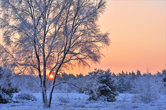 Trees covered in snow in winter at sunrise