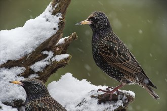 Two Common Starlings