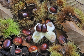 Spiny cupules and chestnuts of the sweet chestnut
