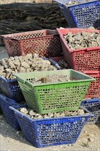 Plastic baskets with oysters of oyster farm at la Baudissiere near Dolus