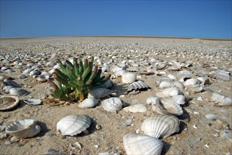 Shells on sand bank of the Banc d Arguin National Park