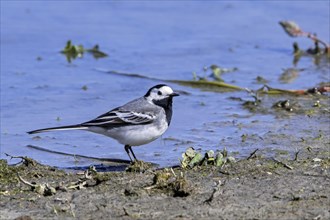 White wagtail