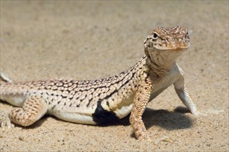 Sonoran fringe-toed lizard