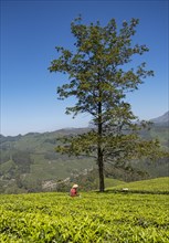 Tea picker at plantation with a lone tree
