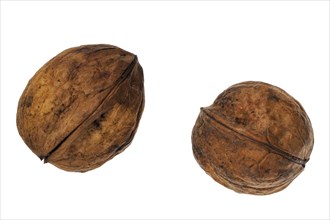 Common walnuts