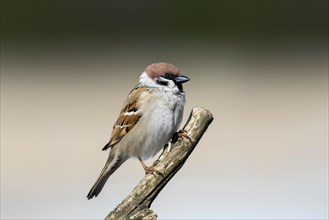 Eurasian tree sparrow