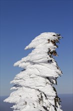 Frozen snow covered spruce tree after snowstorm in winter at Brocken