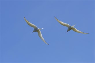 Two Arctic terns