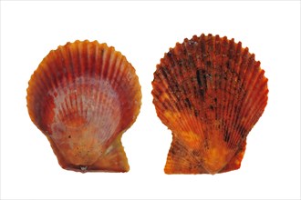 Two red variegated scallop