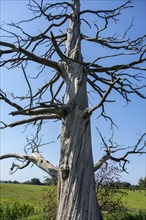 Dead battle scarred sweet chestnut tree