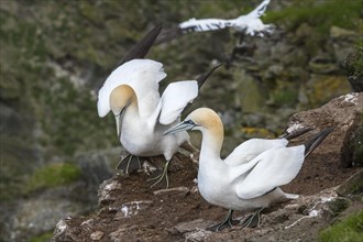 Two Northern gannets