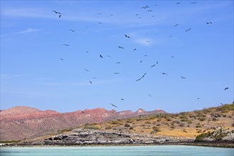 Magnificent frigatebirds flying over colony at Isla Espiritu Santo