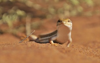 Desert sand lizard close-up