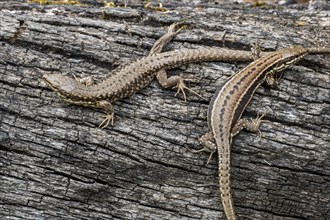 Two common wall lizards
