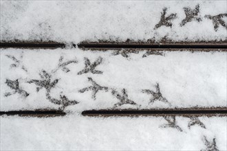 Pigeon footsteps on snow covered terrace in early spring during snowfall