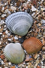 Common cockles