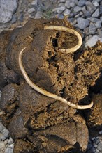 Horse roundworm