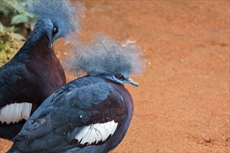 Two Southern crowned pigeons