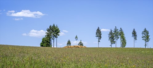 Deforestation showing huge wood pile of tree trunks in coniferous clearcut forest with a few remaining pine trees
