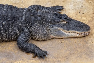 American alligator