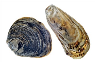 Common oyster