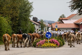 Alpine herdsmen lead cattle through the road