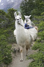 Two llamas