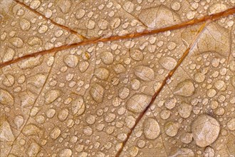 Raindrops on an oak leaf