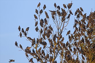 Congregating of common starlings