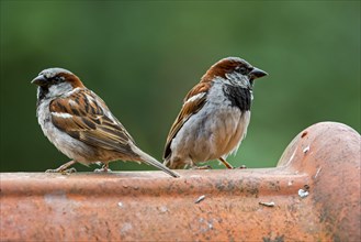 Two male house sparrows