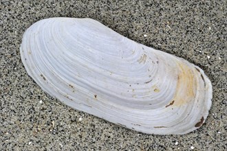 Oblong otter clam
