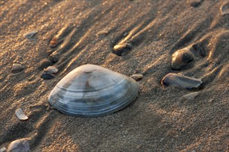 Rayed trough shells