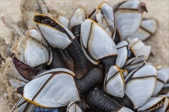 Common goose barnacles